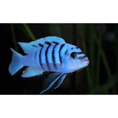 CICHILDE MALAWI Cynotilapia sp hara gallireya F2