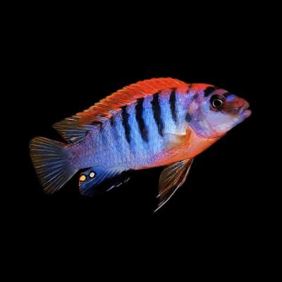 CICHLIDES MALAWI Labidochromis sp.  Hongi