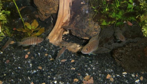Neolamprologus similis