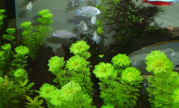 Labidochromis chisumulae