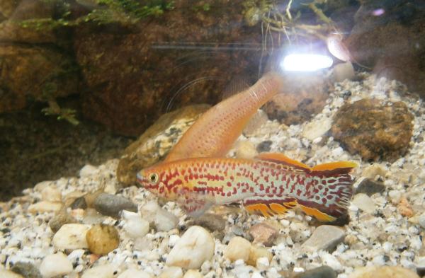 Fundulopanchax gardneri