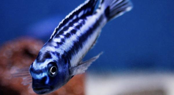 Cichlides