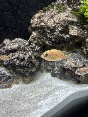 Cichlides