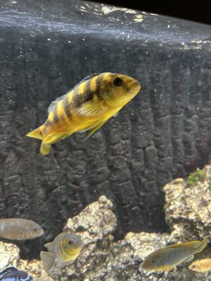 Cichlides