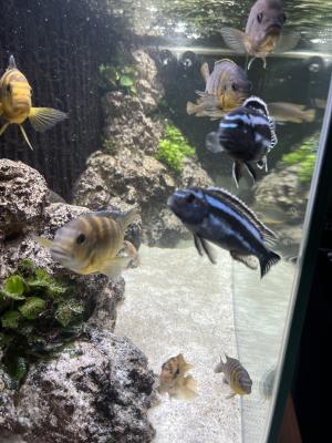 Cichlides