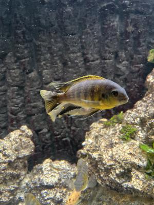 Cichlides