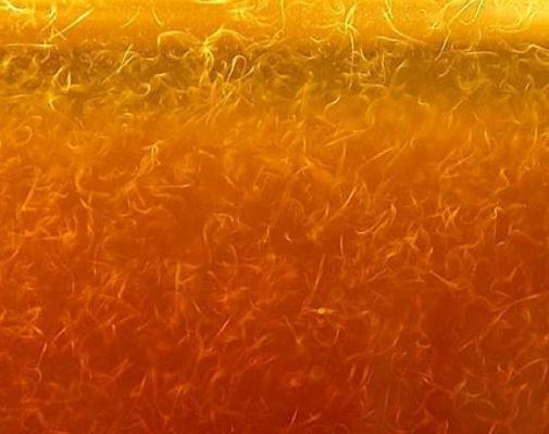 Anguillules du vinaigre – Nourriture vivante pour alevins – 30 ml