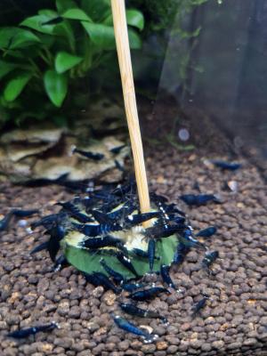 Crevettes caridinas