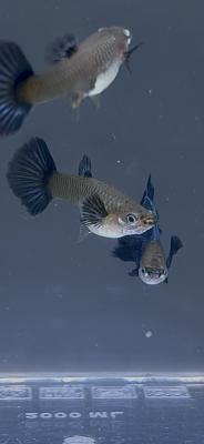 Guppy metallic blue big ears