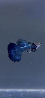 Guppy metallic blue big ears
