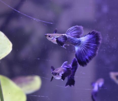 Guppy metallic blue big ears