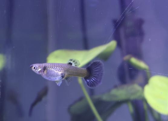 Guppy metallic blue big ears