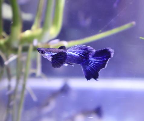Guppy metallic blue big ears