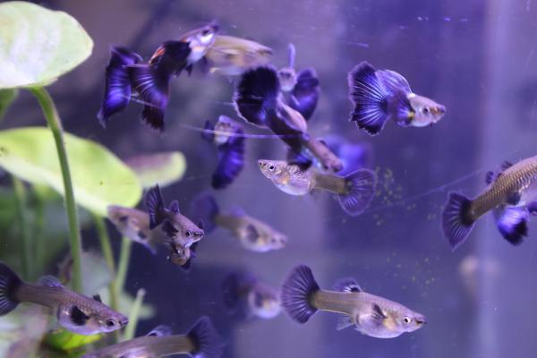 Guppy metallic blue big ears