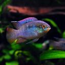 Avatar de Lilian Agenais