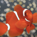 Avatar de JP LEMAIRE