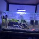 Avatar de Boulanger Pauline