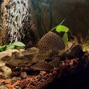 Avatar de Blondie FBVE