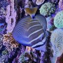 Avatar de Citronnier