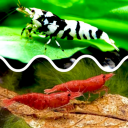 Avatar de le-bon-crevettes