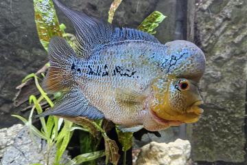 Flowerhorn blue