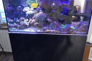 Aquarium eau de mer récifal