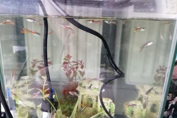 Poissons d'aquarium Guppy Endler / Guppys mâles