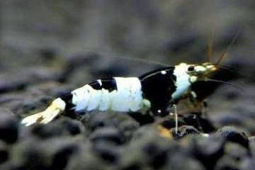 Crevettes d’aquarium black crystal pure ligne