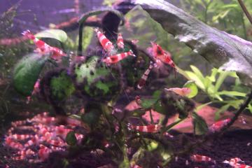 Crevettes Crystal Red