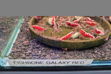 Fishbone Galaxy Red