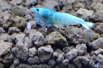 Crevettes Blue Bolt