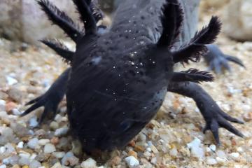 Vend superbe Axolotl noir 22 cm