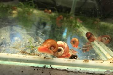 Divers Escargots d aquarium