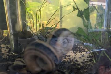 escargot marisa cornurietis
