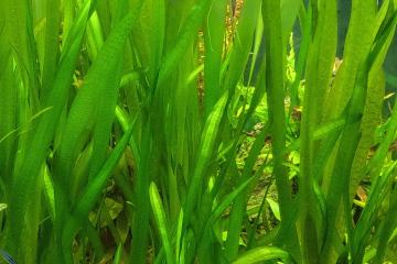 Vallisneria gigantea plante aquarium