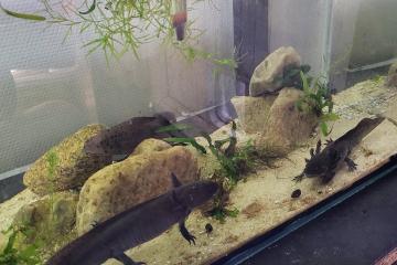 Vend superbes Axolotls