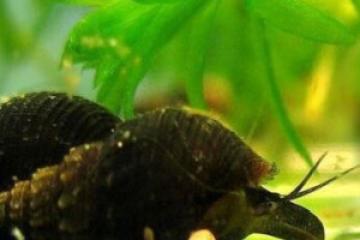 Escargots Tarebia Granifera noirs