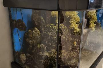 aquarium recifal 450 litres