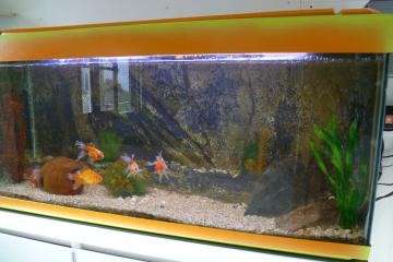 Aquarium poissons
