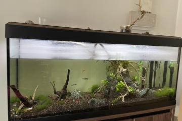 Aquarium Fluval 240 litres équipé avec sable, plantes et poissons (en option)