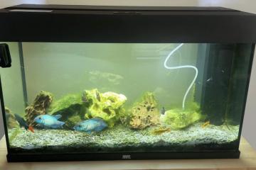 Aquarium Juwel 100L