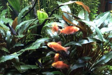 Pethia conchonius (Barbus rosé)