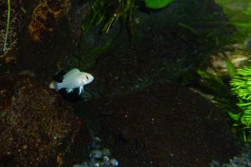 petit mbuna (Labidochromis chisumulae)
