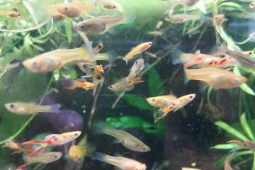 Vente guppy endler