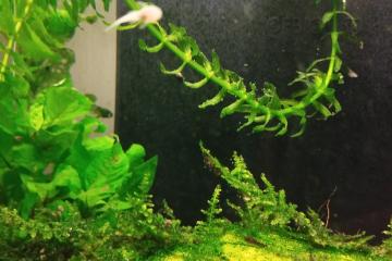 Ancistrus