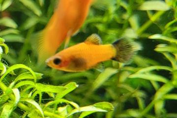 Jeunes Platy