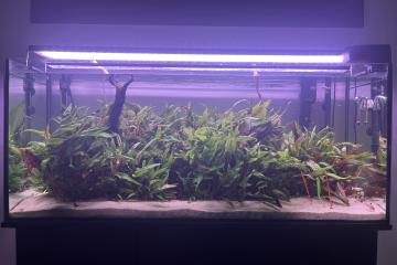 Aquarium complet 240 litres