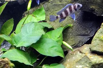 Vends Neolamprologus tretocephalus