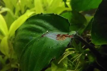 Crevettes rilli red et Blue Jelly