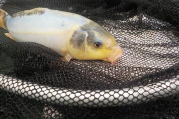 carpes kois 35 cms